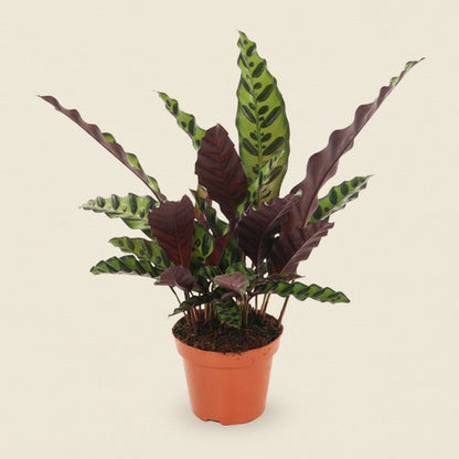 Calathea Insignis