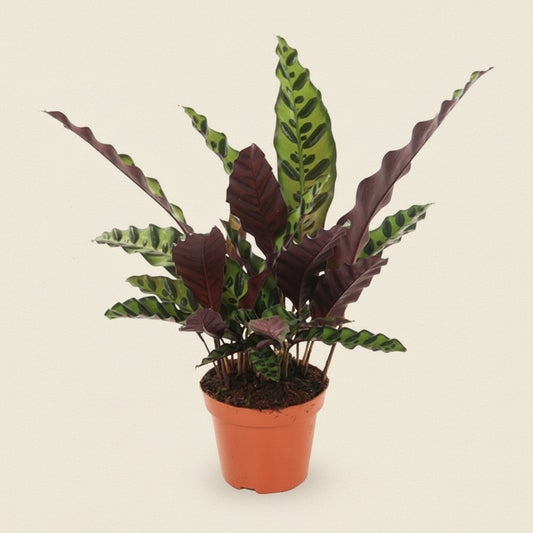Calathea Insignis