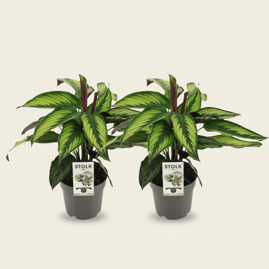 Calathea Majestica
