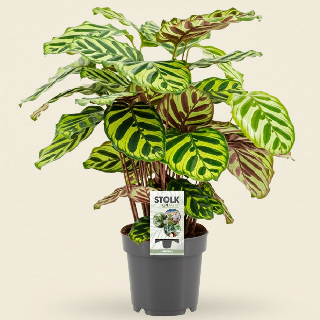 Calathea Makoyana