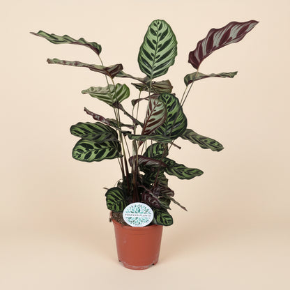 Calathea Makoyana