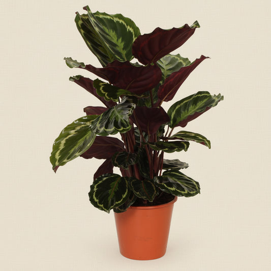 Calathea Medaillon - plante intérieur