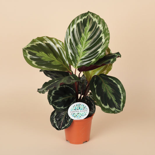 Calathea Medallion