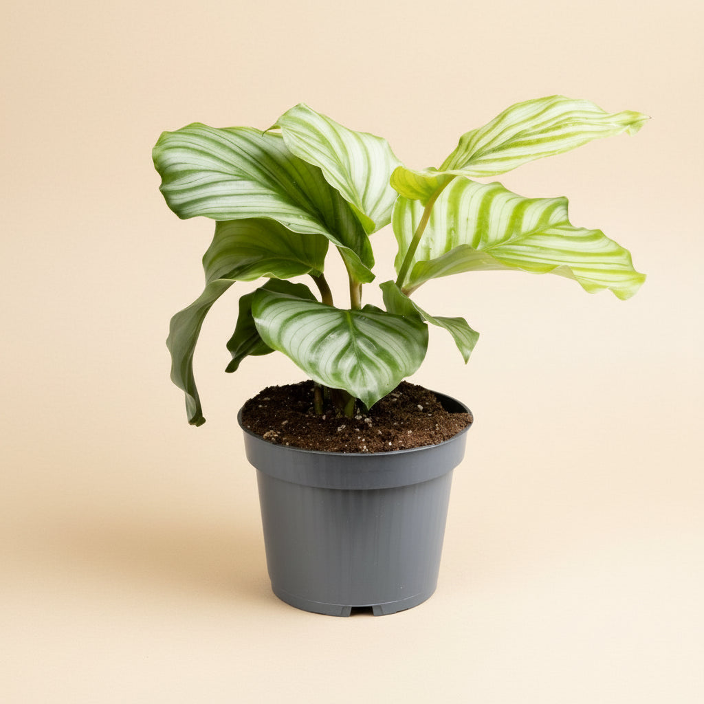 Calathea Orbifolia