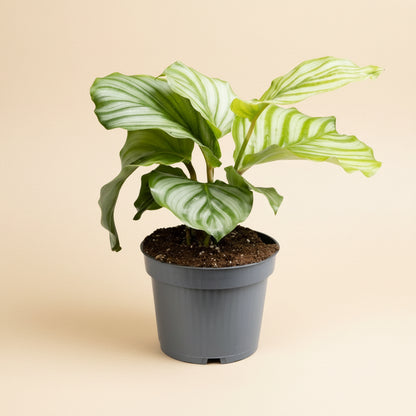 Calathea Orbifolia
