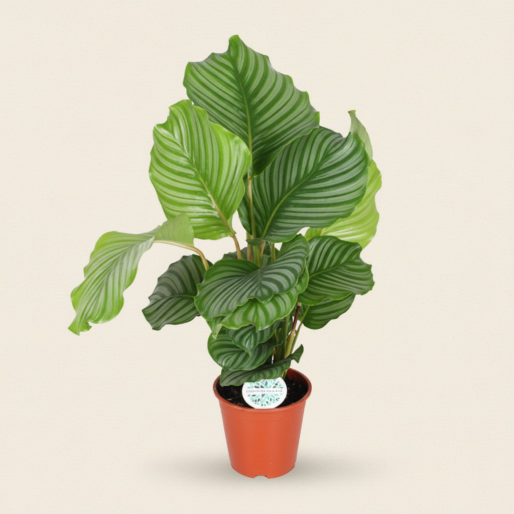 Calathea Orbifolia