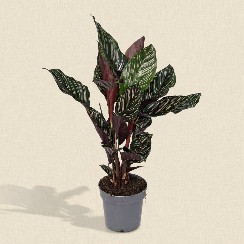 Calathea Ornata - Plante intérieur