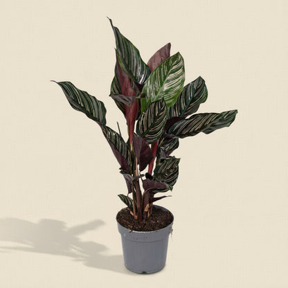 Calathea Ornata - Plante intérieur