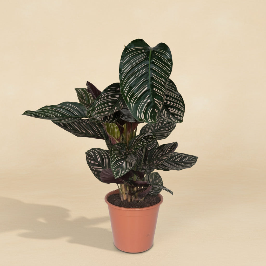 Calathea Ornata