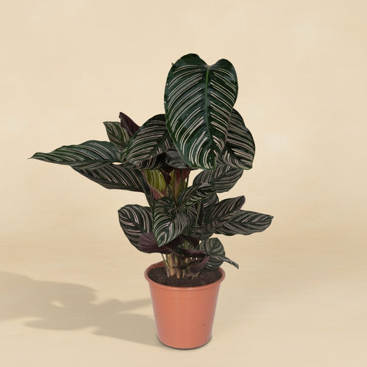 Calathea Ornata