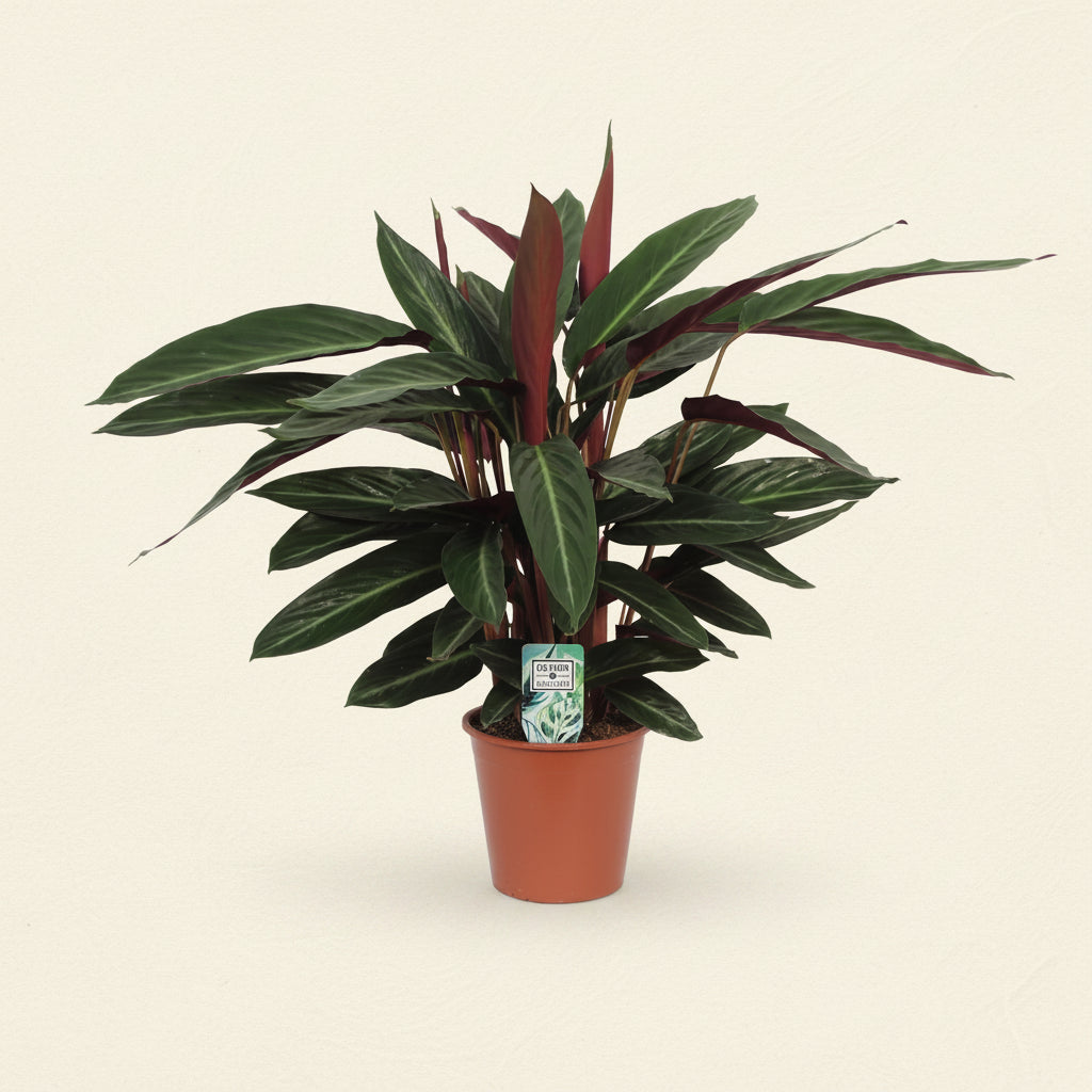 Calathea Stripestar - plante intérieur