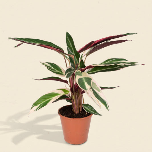 Calathea Triostar - Plante d'intérieur