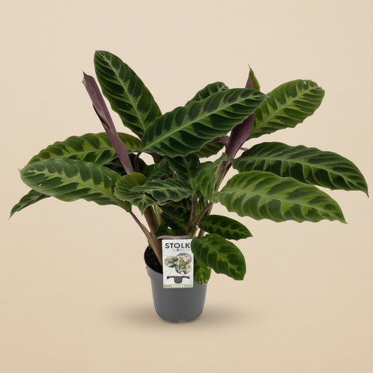 Calathea Warscewiczii