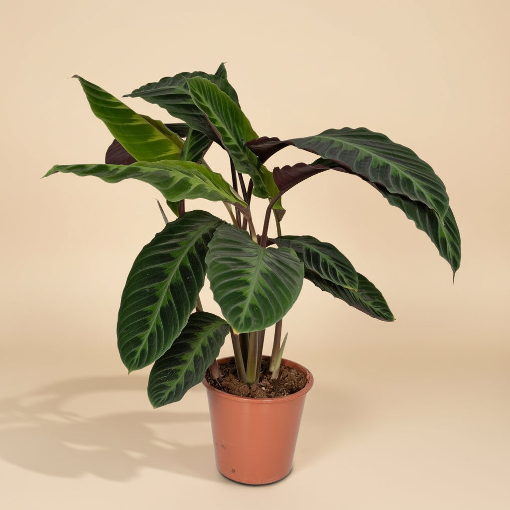Calathea Warscewiczii