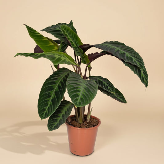 Calathea Warscewiczii