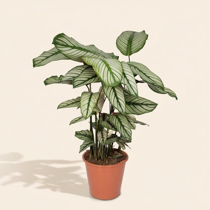 Calathea Whitestar - plante d'intérieur