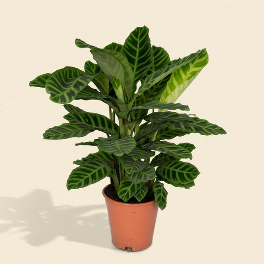 Calathea Zebrina