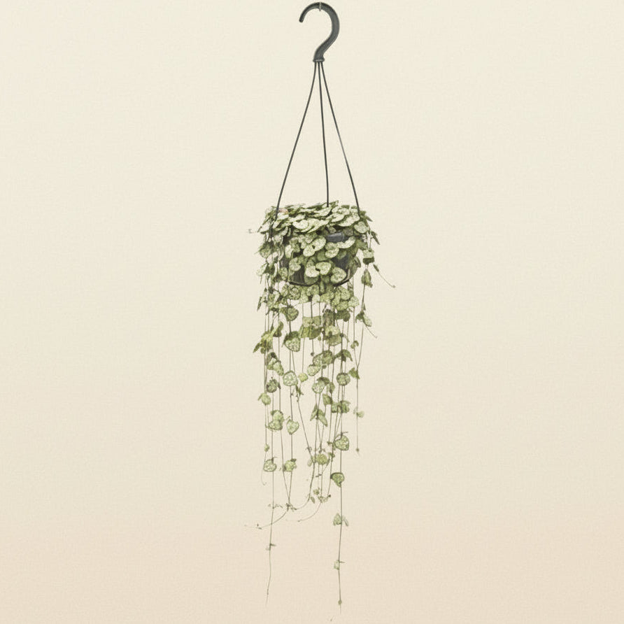 Ceropegia Woodii