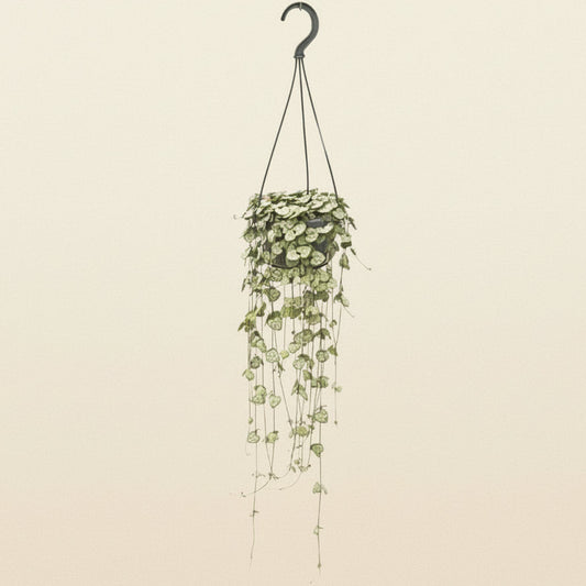 Ceropegia Woodii