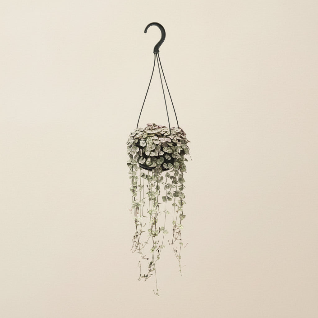Ceropegia Woodii Variegata