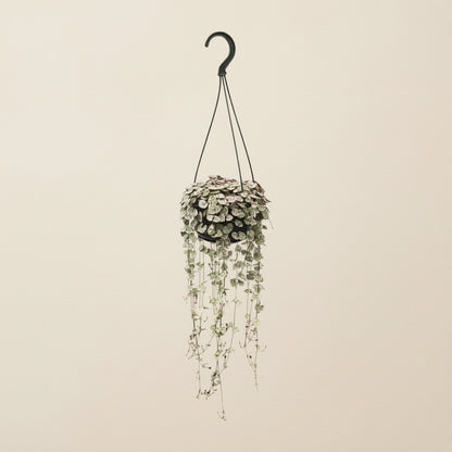 Ceropegia Woodii Variegata