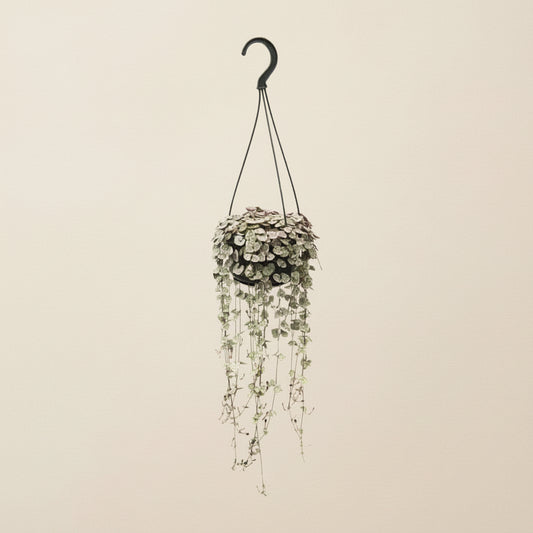 Ceropegia Woodii Variegata