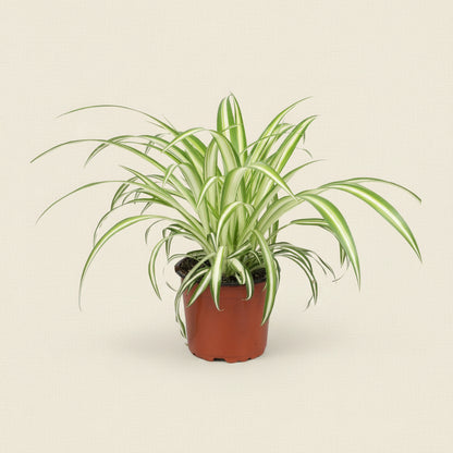 Chlorophytum - plante intérieur facile