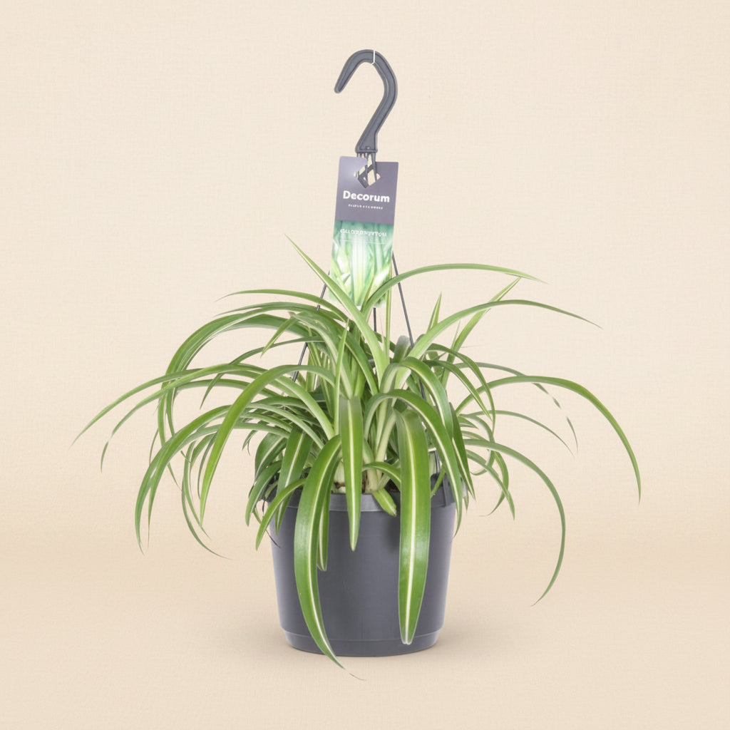 Chlorophytum Bonnie - plante araignée