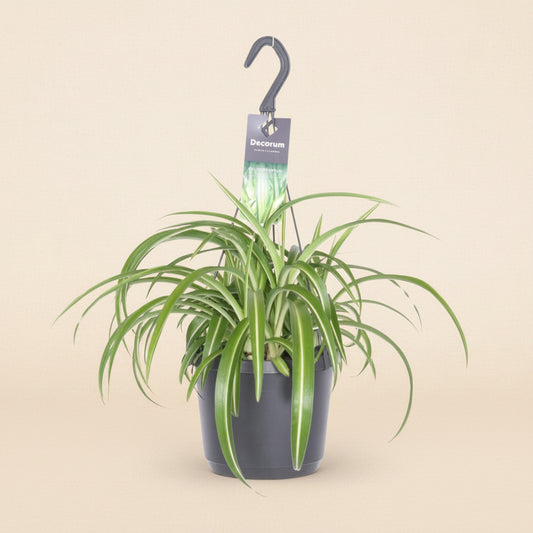 Chlorophytum Bonnie - plante araignée