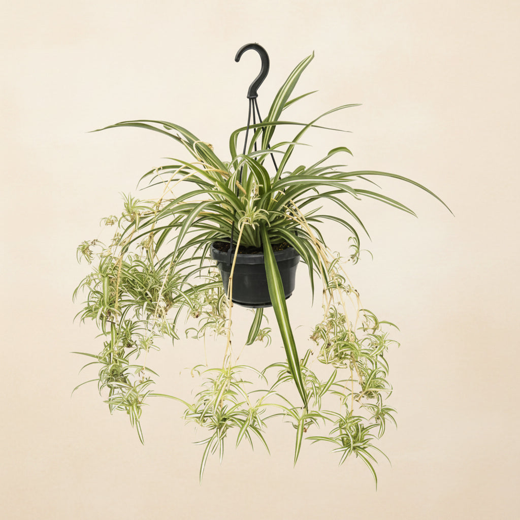 Chlorophytum Panaché - plante araignée