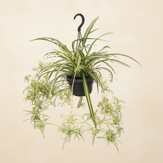 Chlorophytum Panaché - plante araignée