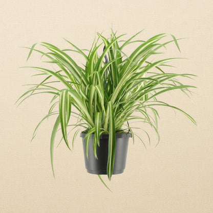 Chlorophytum Panaché - Plante araignée