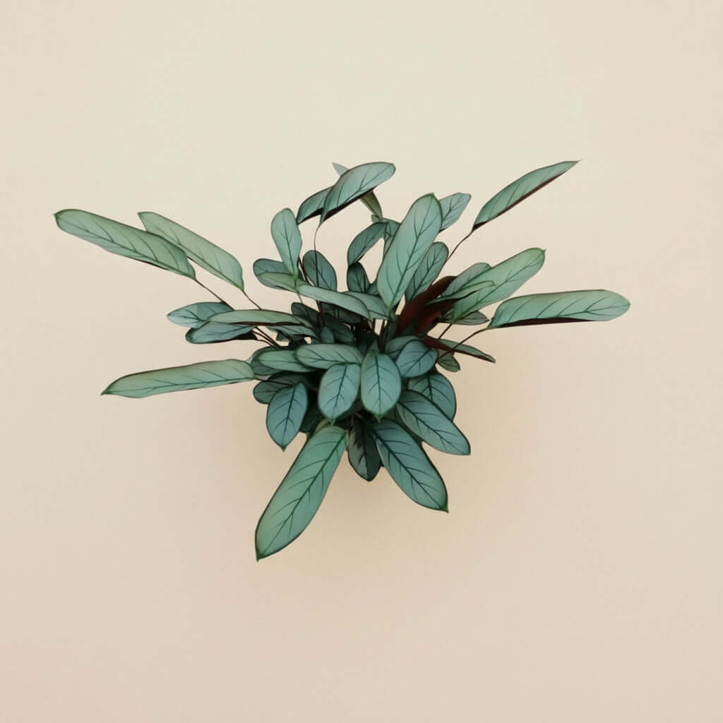 Ctenanthe Oppenheimiana M- 70cm
