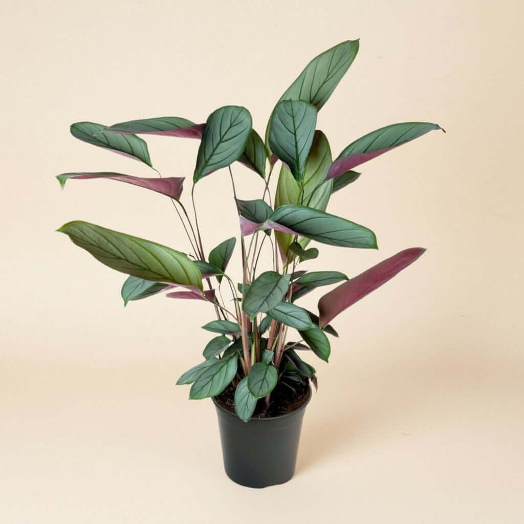 Ctenanthe Setosa