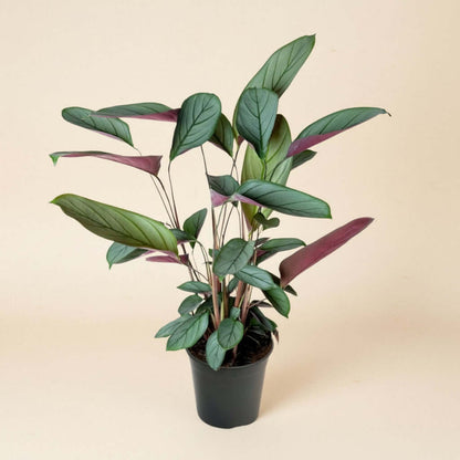 Ctenanthe Setosa