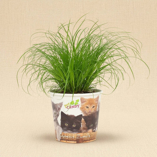 Herbe à chat