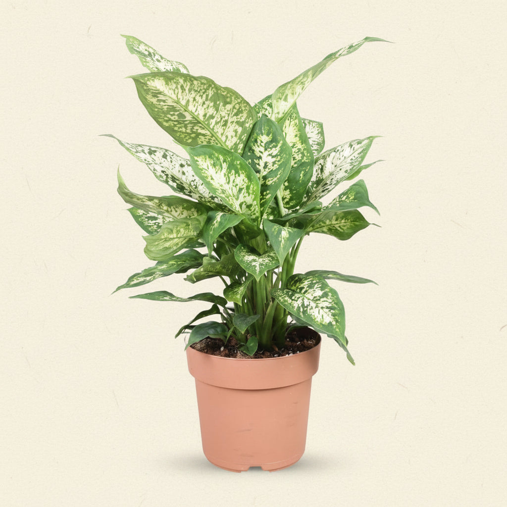 Dieffenbachia Compacta - plante intérieur
