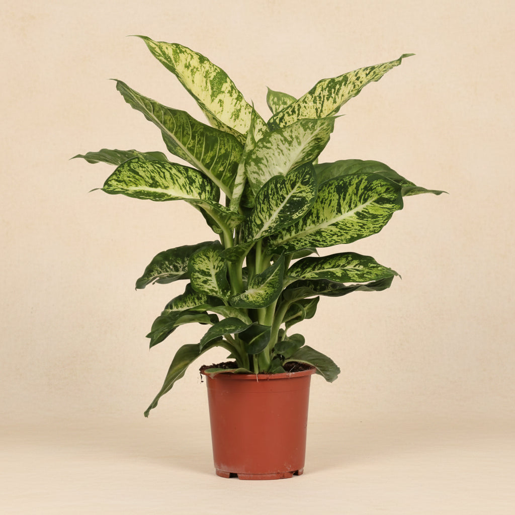 Dieffenbachia Mars - plante intérieur 