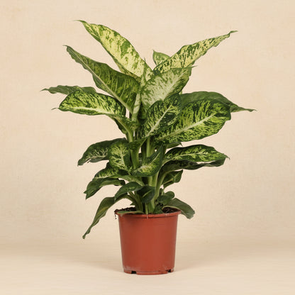 Dieffenbachia Mars - plante intérieur 