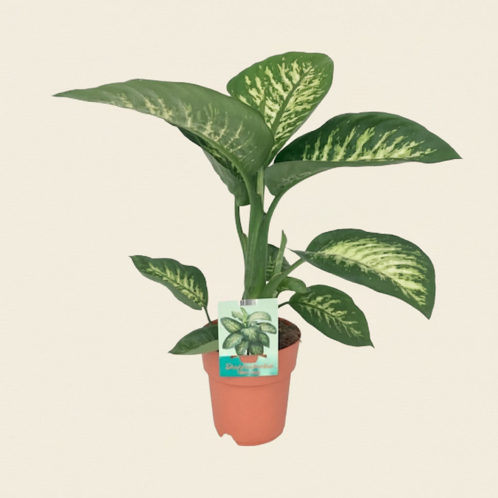Dieffenbachia Seguine Tropic Snow - Plante intérieur