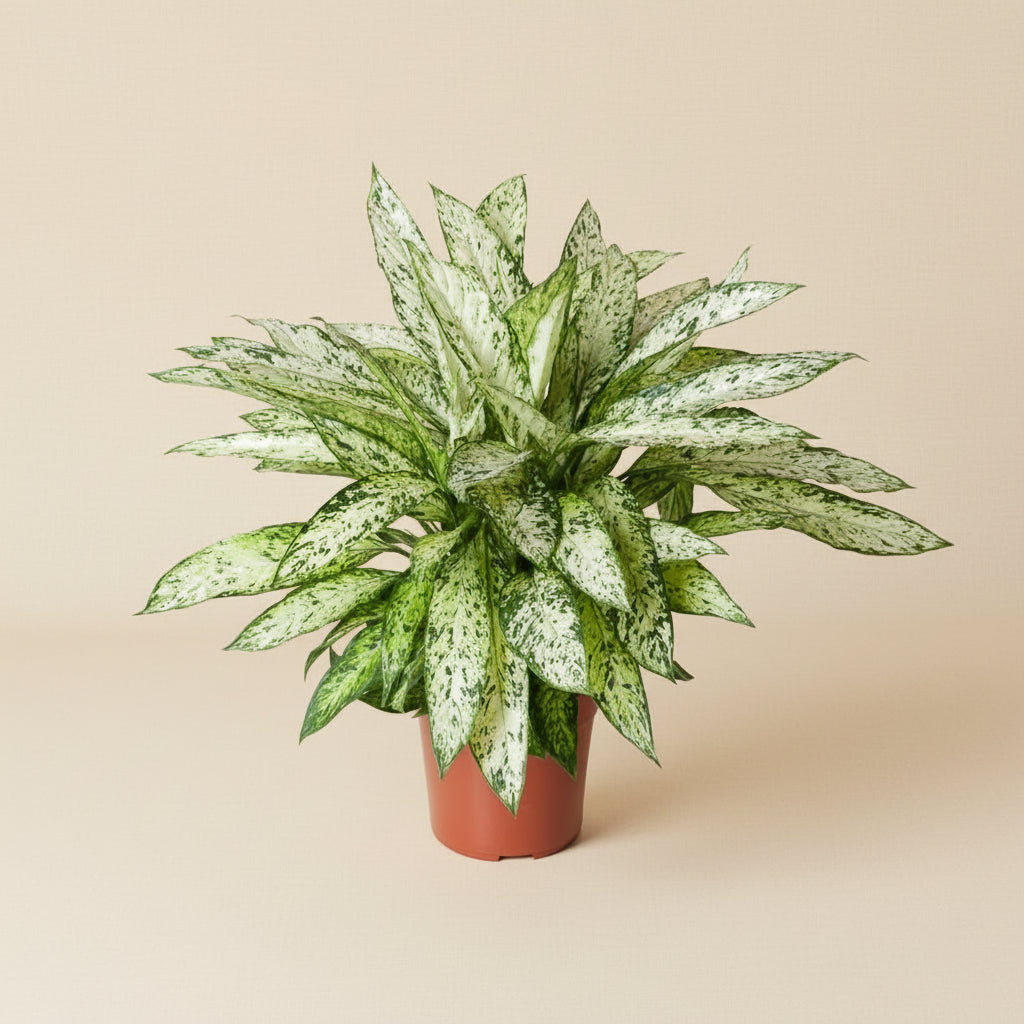 Dieffenbachia Vesuvius