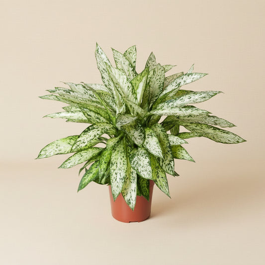 Dieffenbachia Vesuvius