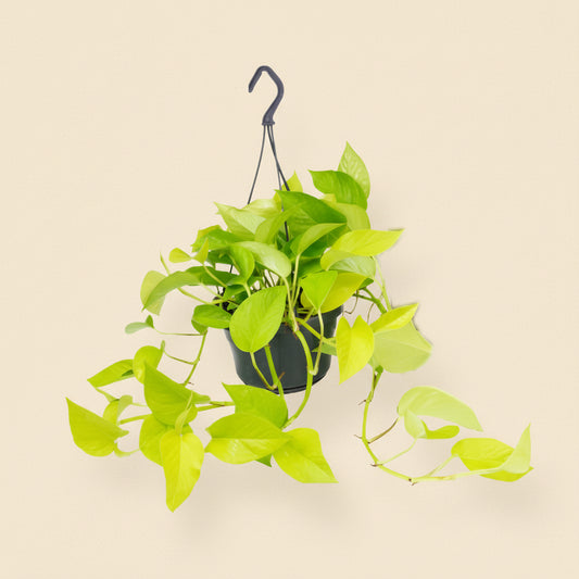 Golden Pothos