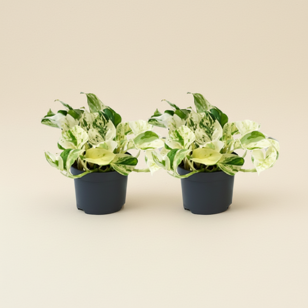 Pothos Happy Leaf