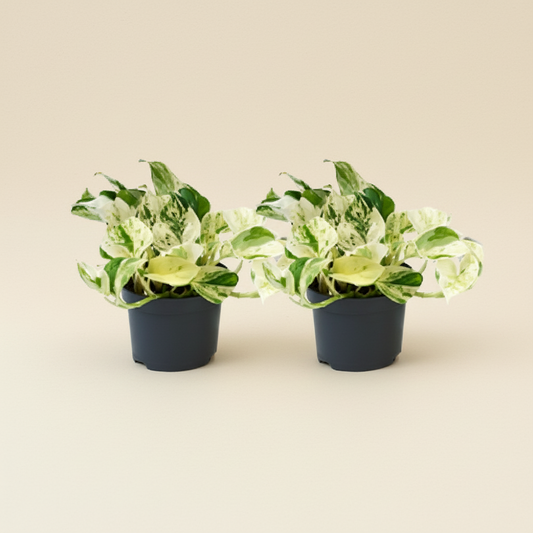 Pothos Happy Leaf