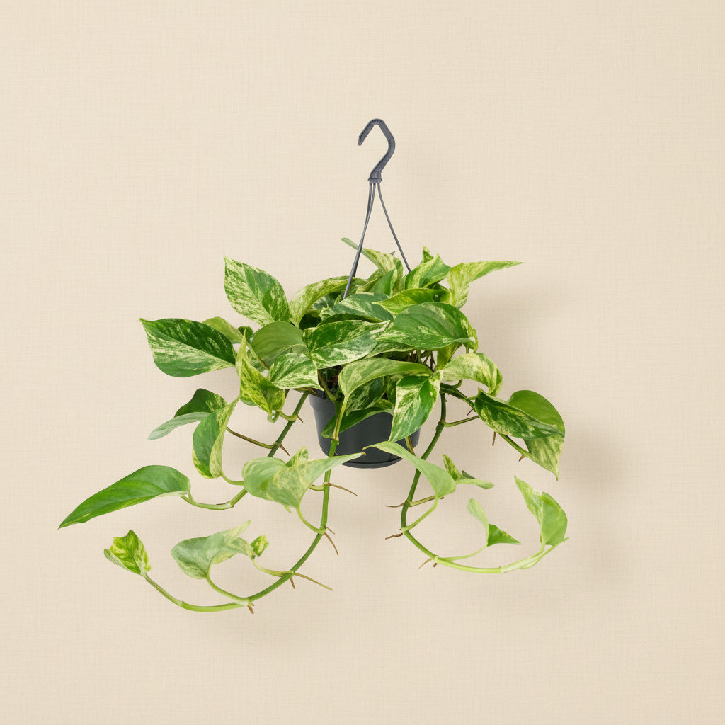 Epipremnum Marble Queen