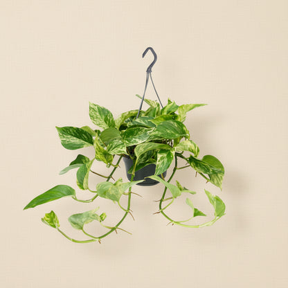 Epipremnum Marble Queen