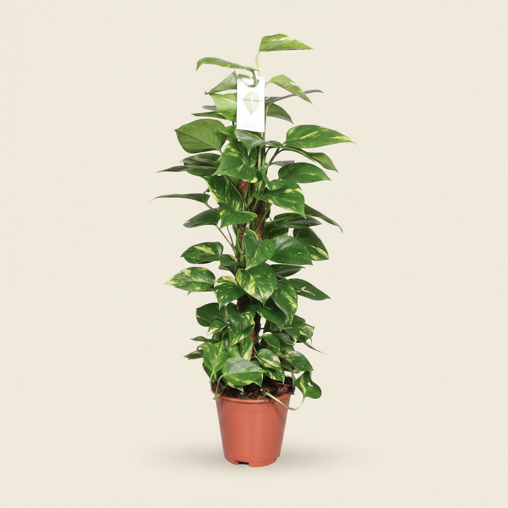 Epipremnum Pinnatum - plante intérieur facile