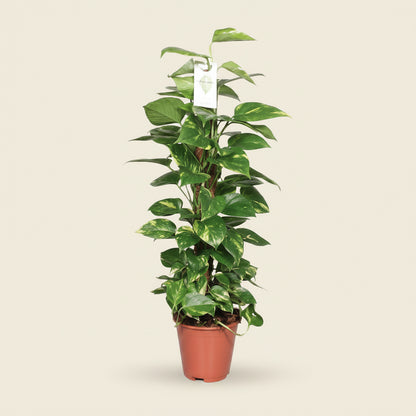 Epipremnum Pinnatum - plante intérieur facile