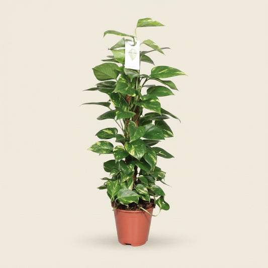 Epipremnum Pinnatum - plante intérieur facile